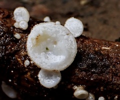 Lachnum brevipilosum