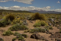Grindelia anethifolia