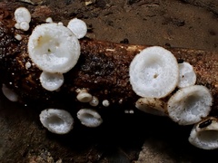 Lachnum brevipilosum