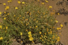 Grindelia anethifolia