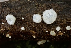 Lachnum brevipilosum