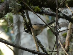 Poecile atricapillus