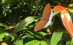 Tanaecia julii bougainvillei