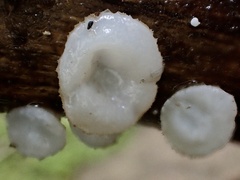 Lachnum brevipilosum