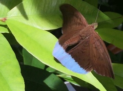 Tanaecia julii bougainvillei