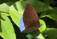 Tanaecia julii bougainvillei