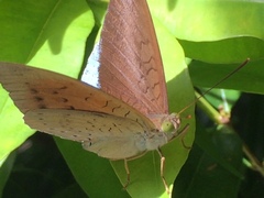 Tanaecia julii bougainvillei