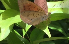 Tanaecia julii bougainvillei