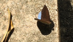 Tanaecia julii bougainvillei