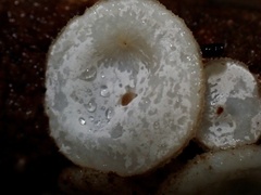 Lachnum brevipilosum