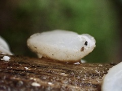 Lachnum brevipilosum