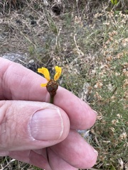Xyris brevifolia