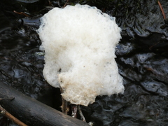 Didymium mucilago
