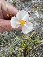 Sagittaria