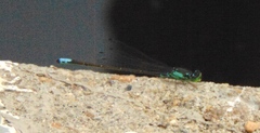 Ischnura damula