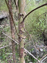 Lophostemon confertus