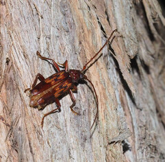 Phoracantha semipunctata