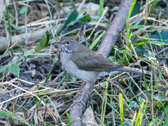 Turdus assimilis