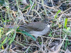 Turdus assimilis