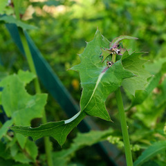 Urospermum picroides