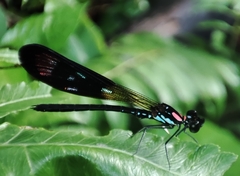 Heliocypha fenestrata