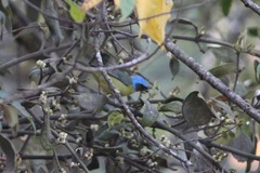 Chlorophonia elegantissima