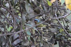 Chlorophonia elegantissima