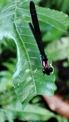 Heliocypha fenestrata