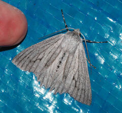 Paraterpna harrisoni