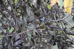 Chlorophonia elegantissima