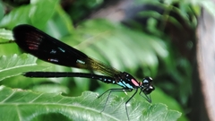 Heliocypha fenestrata