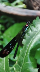 Heliocypha fenestrata