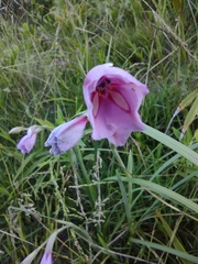 Gladiolus gueinzii