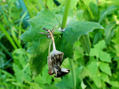 Urospermum picroides