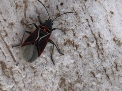 Anochrostomus formosus