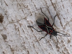 Anochrostomus formosus