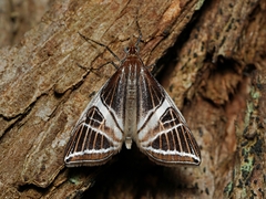 Phrataria transcissata