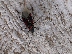 Anochrostomus formosus