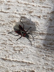 Anochrostomus formosus