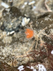 Ectopleura marina