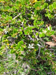 Nematolepis ovatifolia