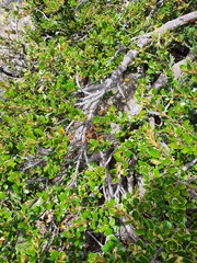 Nematolepis ovatifolia