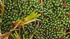 Dracophyllum prostratum