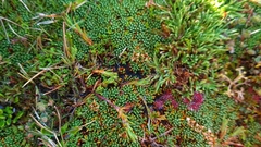 Dracophyllum prostratum