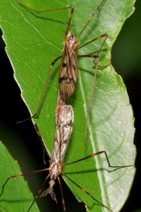 Gynoplistia subfasciata