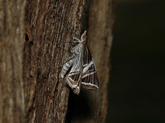 Phrataria transcissata