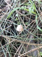 Conocybe tenera