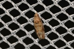 Lobesia xylistis