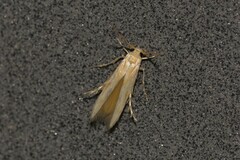 Stathmopoda hyposcia