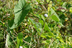 Antigonon leptopus